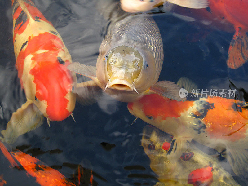 池塘里有大锦鲤