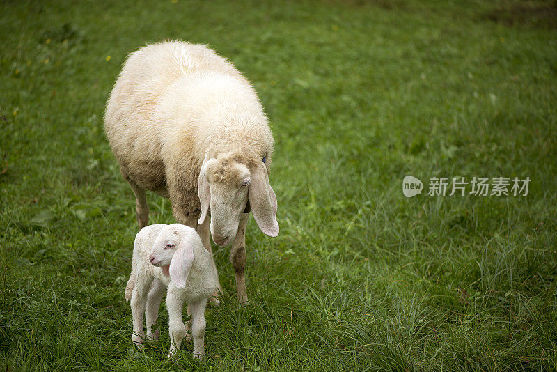 绵羊妈妈和小羊羔