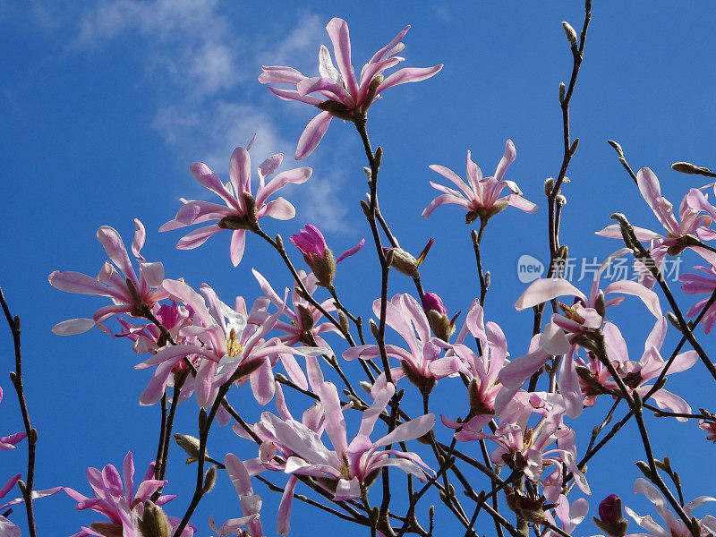在蓝天白云的映衬下，一些淡粉色的玉兰花绽放