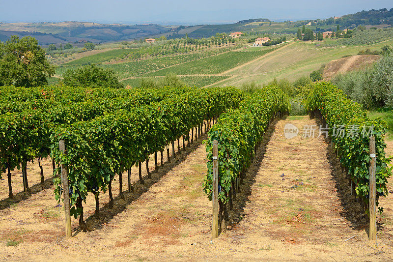 Tuscanian葡萄园
