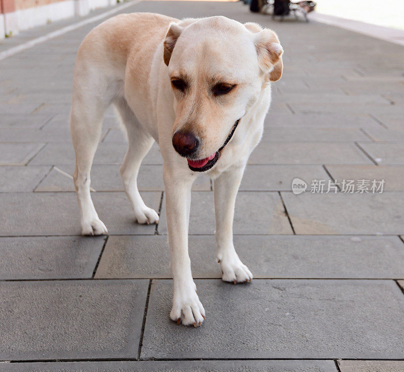 意大利威尼斯的拉布拉多寻回犬