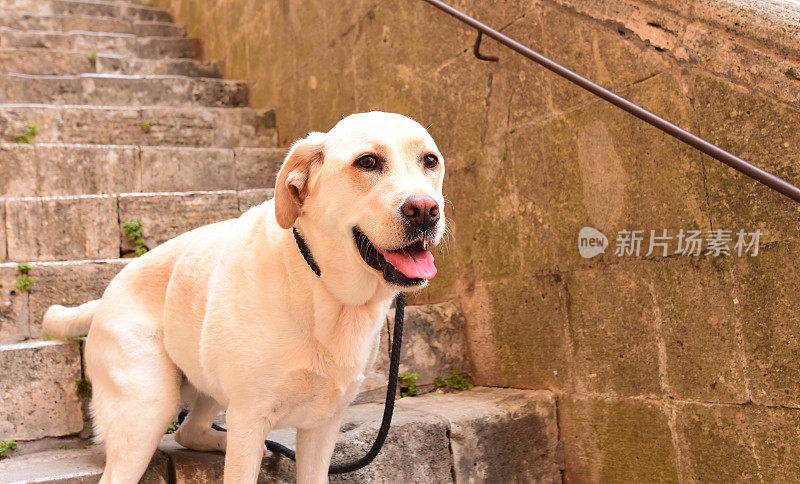 圣吉米尼亚诺的拉布拉多寻回犬