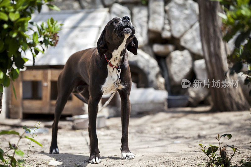 小猎犬号