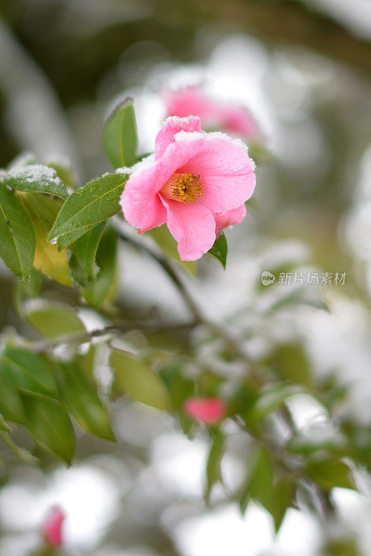 山茶花在雪