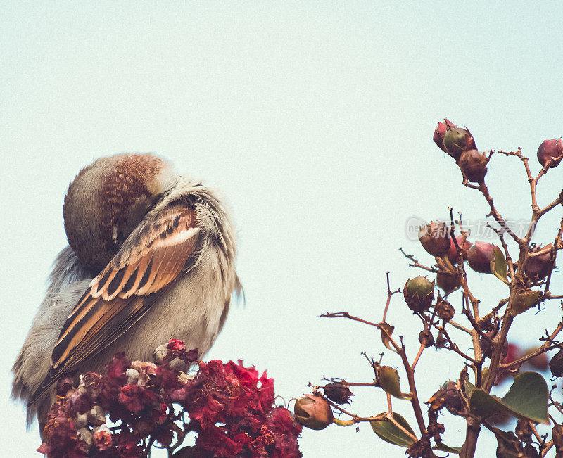 麻雀栖息在五彩缤纷的秋桃金娘灌木上