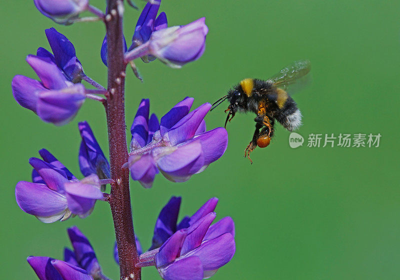 大黄蜂在卢平身上