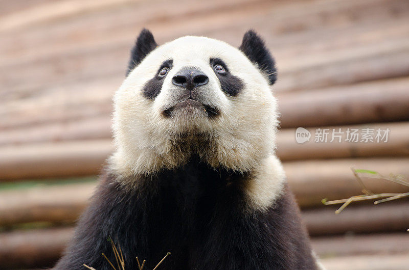 大熊猫仰望天空——中国