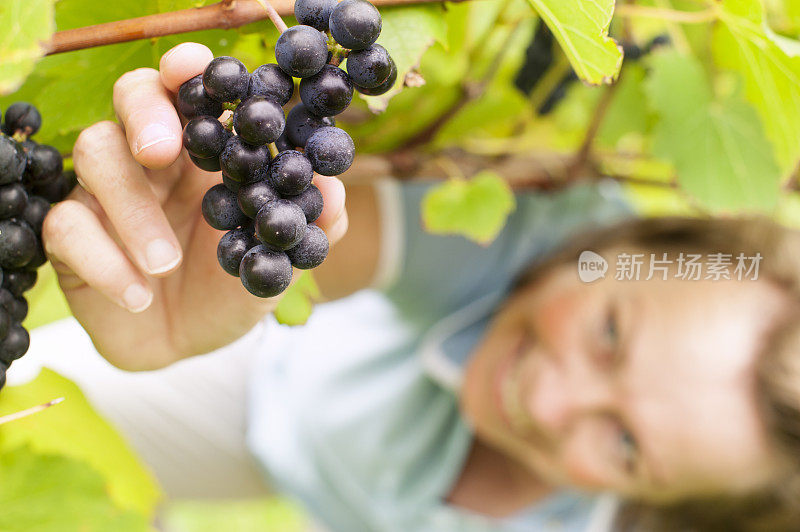 成熟的女人在葡萄园里摘葡萄，加拿大。