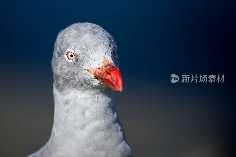 阿根廷:乌斯怀亚的海豚海鸥