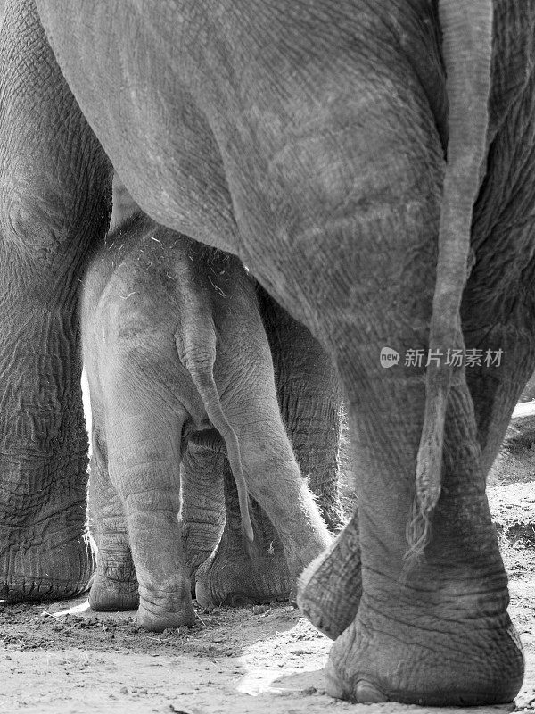 小象在妈妈两腿之间，黑白的