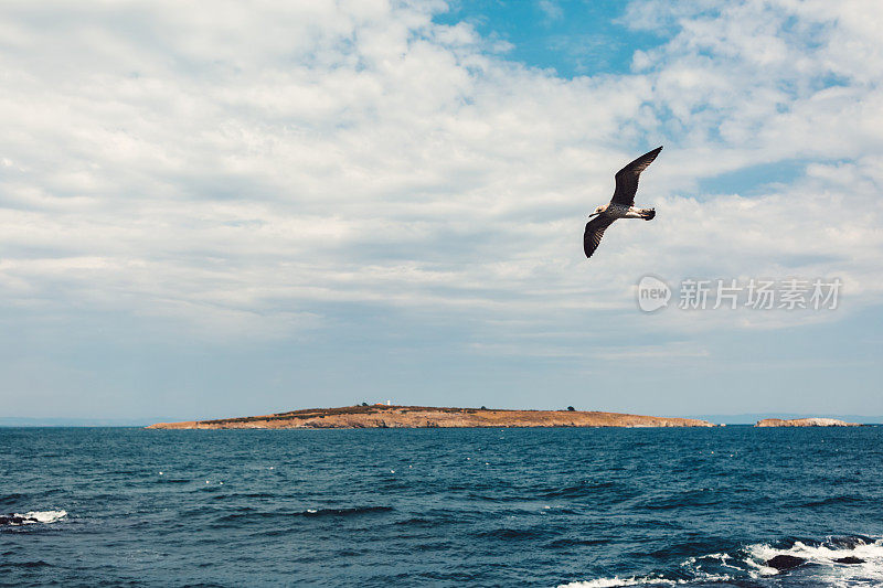 海鸥飞过大海