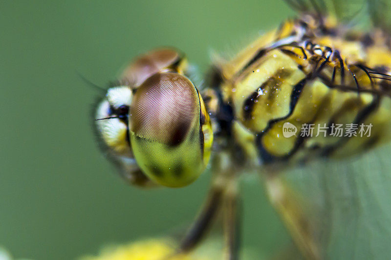 蜻蜓的眼睛。微距摄影。