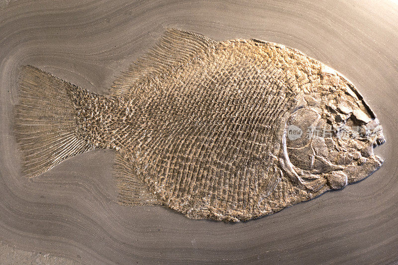 沙石背景上的鱼化石