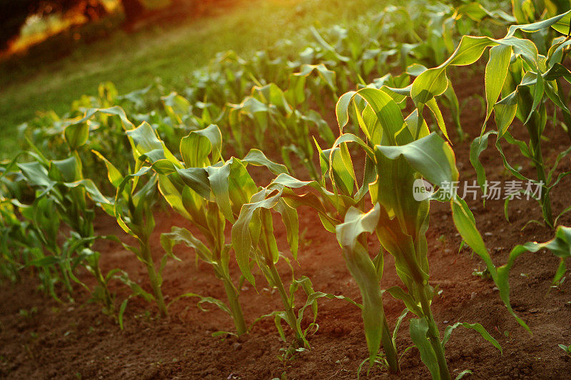 日落时分的玉米幼苗