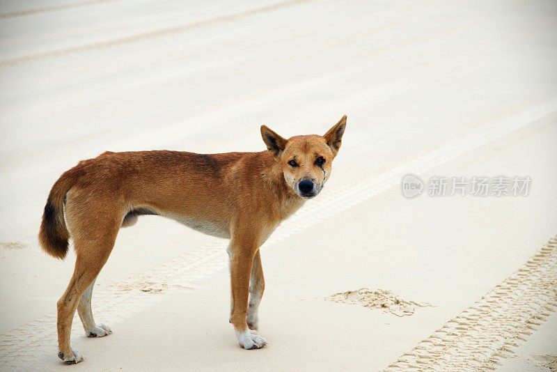 孤独的雄性野狗走在弗雷泽岛的沙滩上