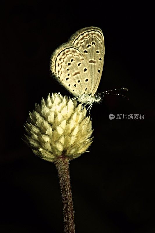 白苋菜花上的蝴蝶特写(黑色背景垂直)