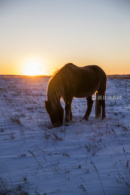 冬天在牧场上吃草的马