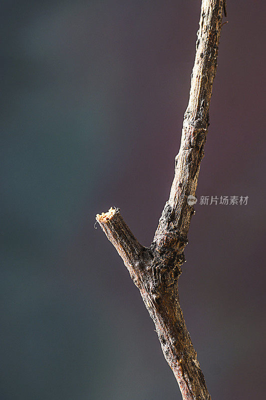 小树枝的自然特写