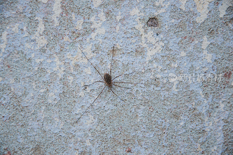 一只蜘蛛正爬在一堵油漆剥落的旧墙上