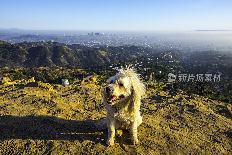 一条狗在李山上俯瞰洛杉矶