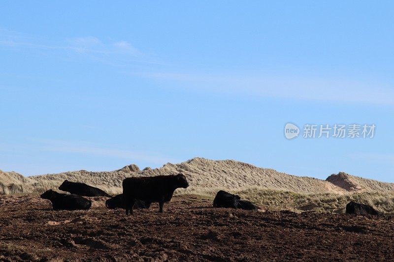 沙丘和海滩附近泥泞的田地里的肉牛