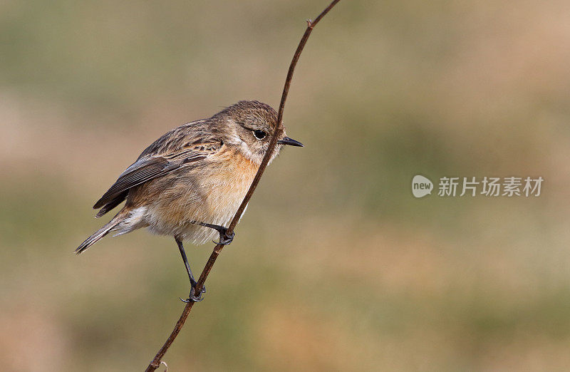 欧洲石鳖(石鳖)