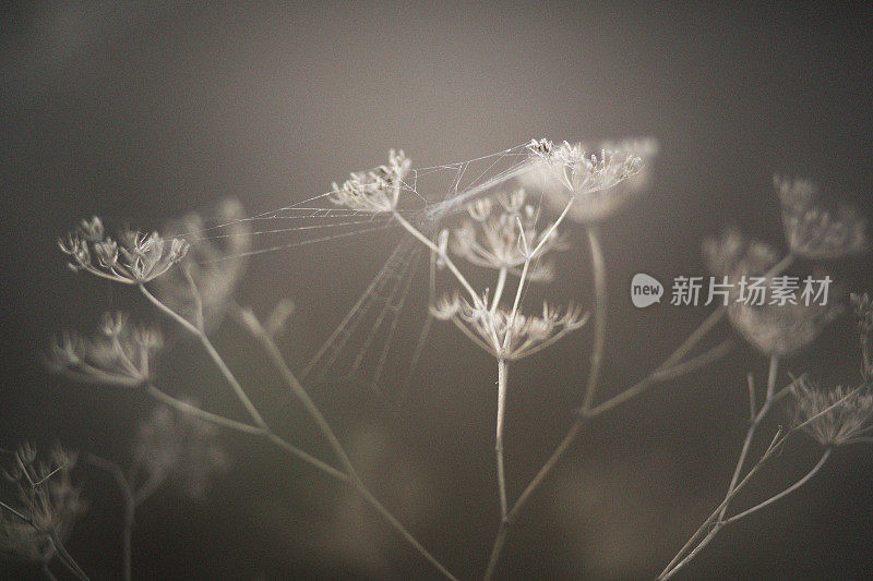 干燥的植物