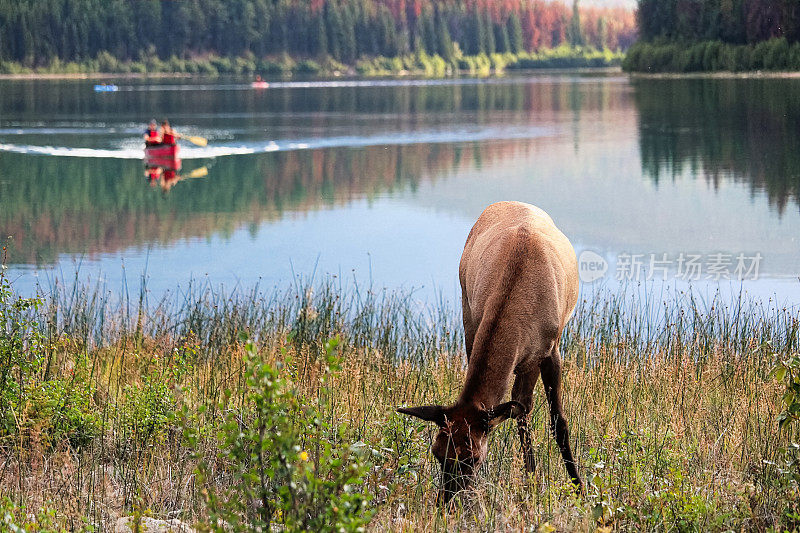 一只麋鹿在吃草，身后是划着的独木舟