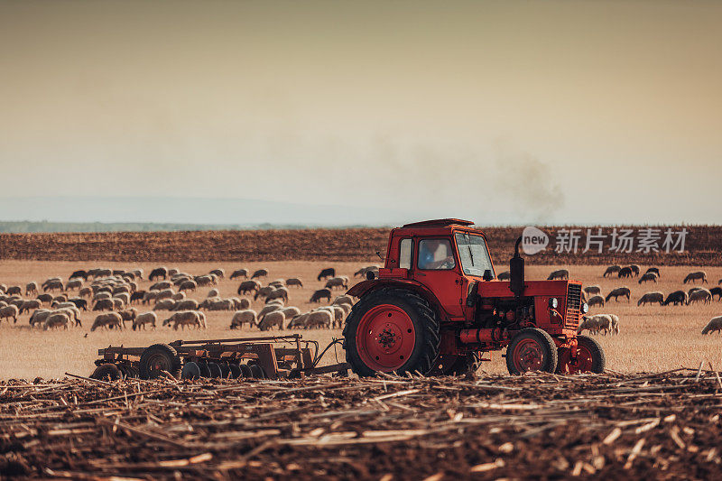 农民在拖拉机上用苗床、耕耘者和羊群准备土地