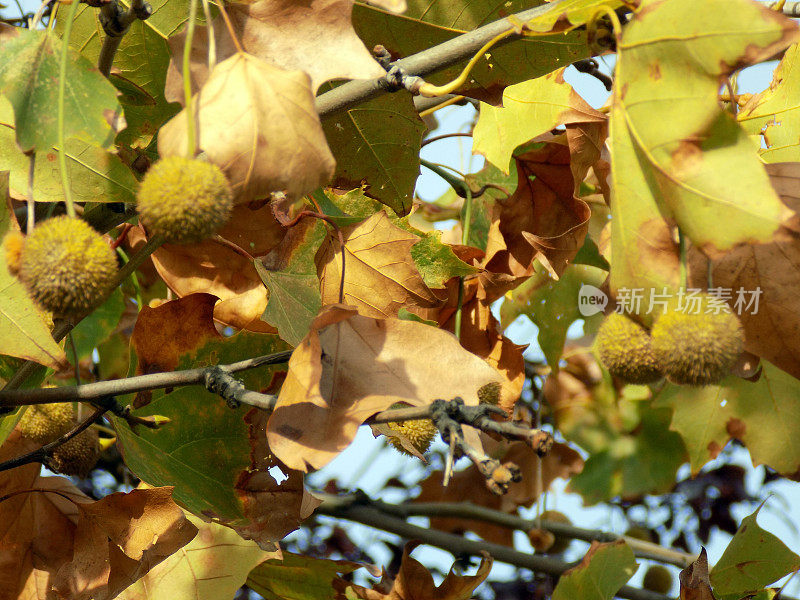 平原树上的秋叶和浆果
