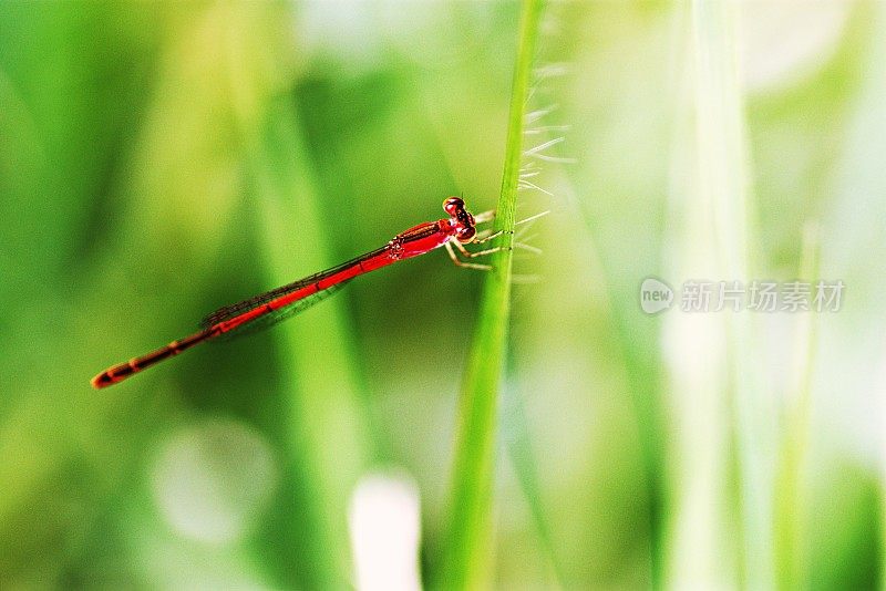 草叶上的红蜻蜓(浅绿色背景)