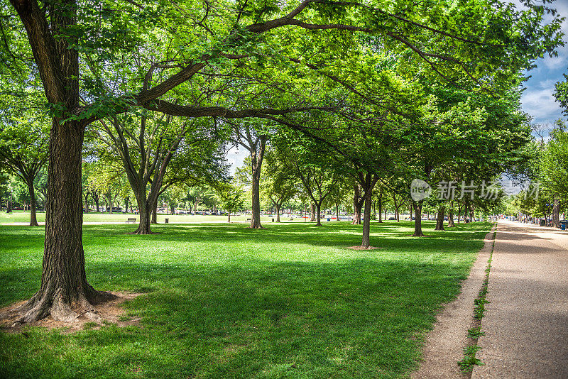 在华盛顿特区的公园里有许多树荫和阳光的树木
