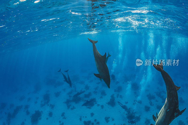 海豚海洋生物学校海豚珊瑚礁水下呼吸器潜水员观点红海自然和野生动物