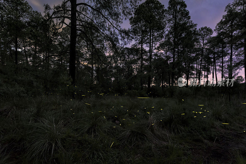 萤火虫照亮了森林
