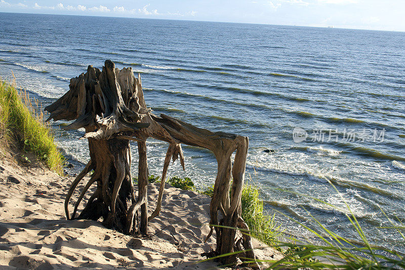 在海边折断的树根