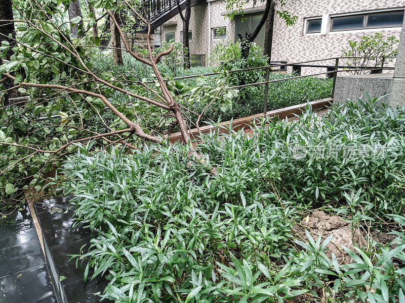 一场强风暴过后，住宅区的树木被折断了