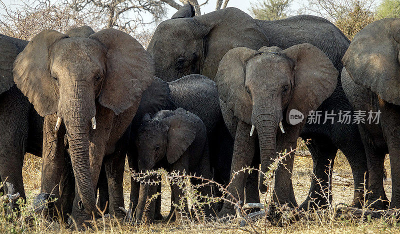 博茨瓦纳的象群——近距离观察。