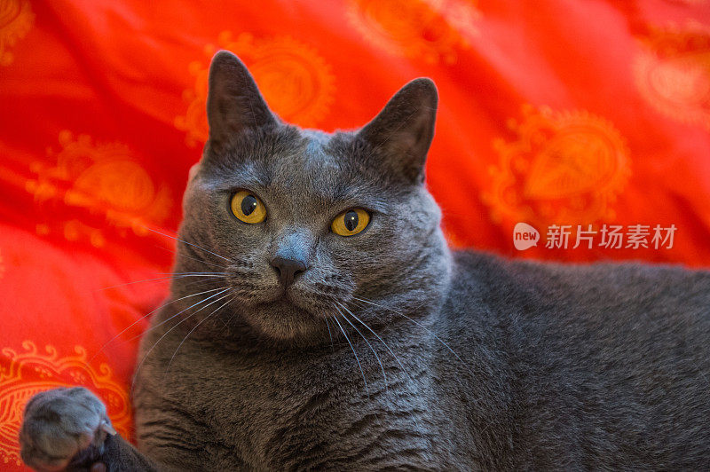 床上的夏特鲁猫