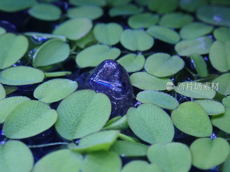 非洲侏儒蛙和水上植物