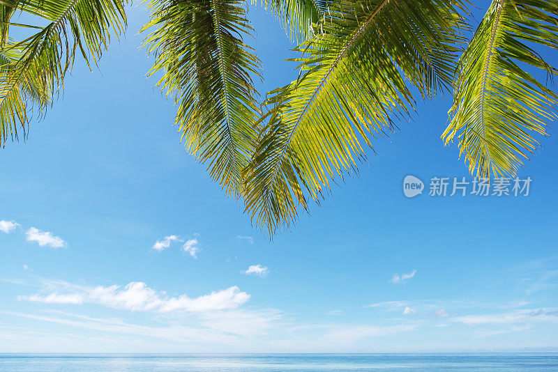 夏季棕榈叶和热带海洋背景