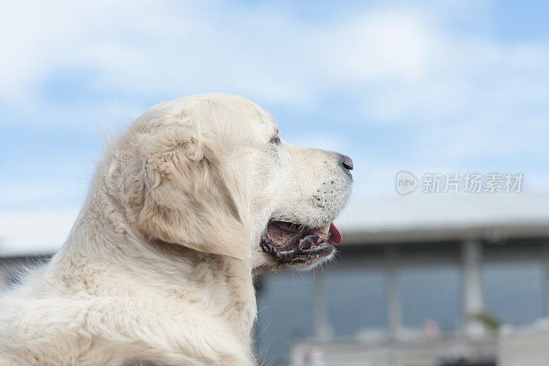 金毛猎犬