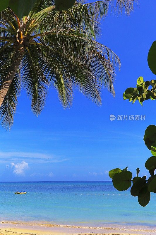 天然泳池，热带棕榈树海滩-蒙特哥湾-牙买加，加勒比