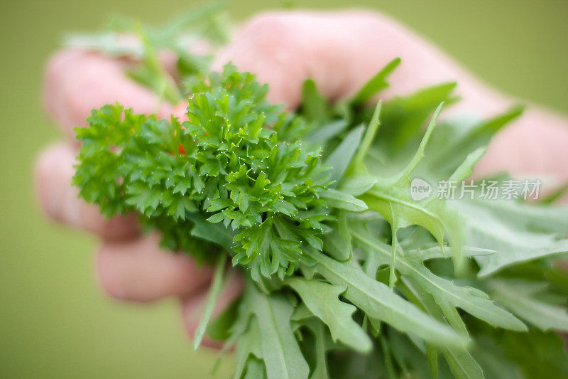 手里拿着刚从花园里摘来的香草