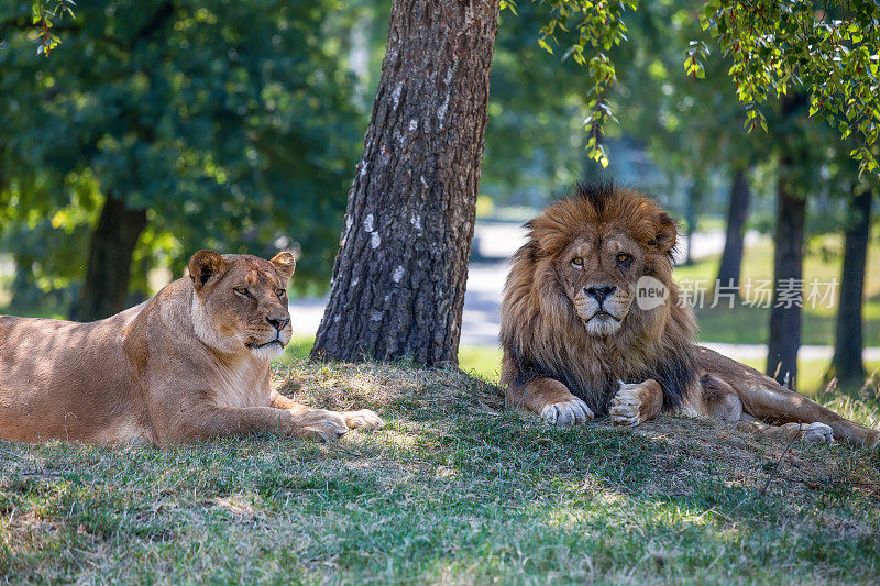 狮子和母狮子躺在草地上。