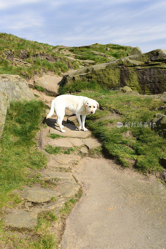 和一只拉布拉多寻回犬在皮克区徒步旅行