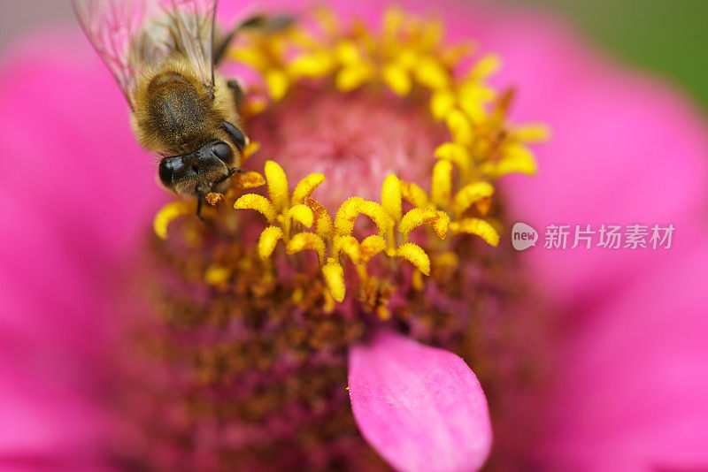 蜜蜂在花宏