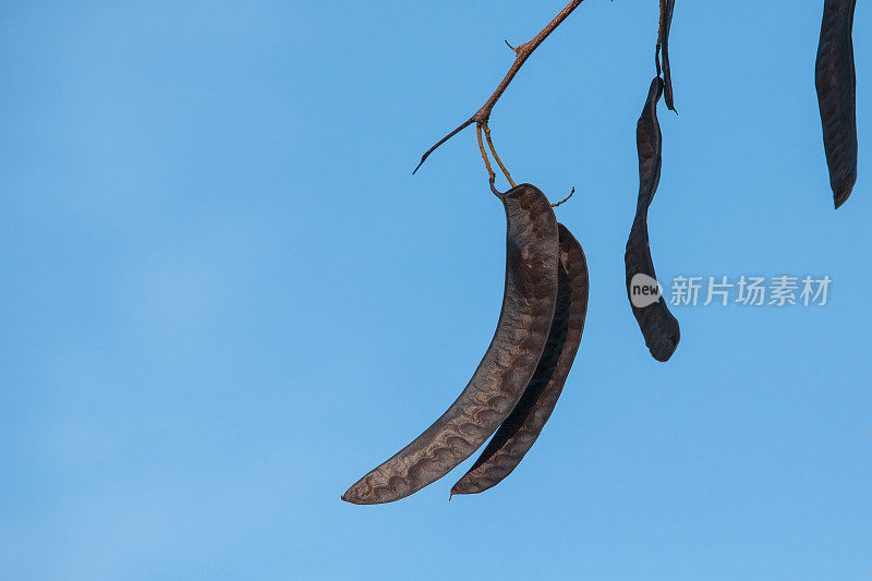 成熟的角豆挂在角豆树枝上