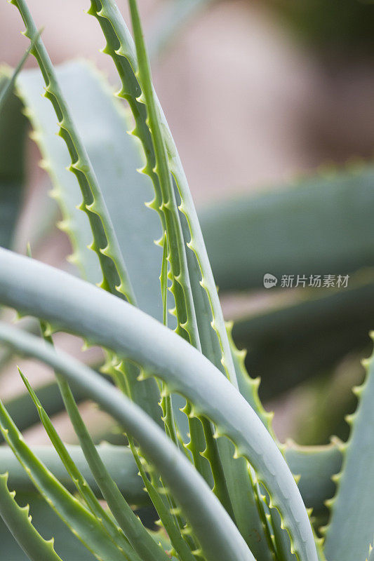 芦荟植物的特写