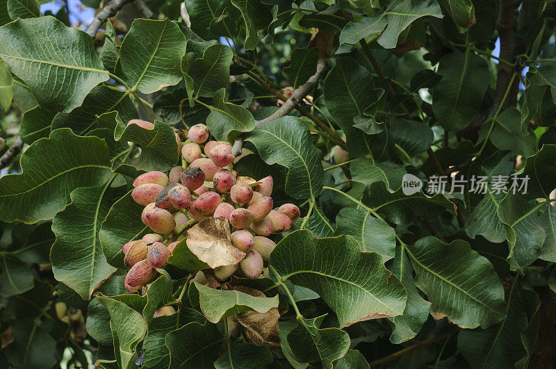 树上成熟的开心果特写