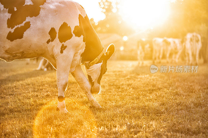 农村生活，在田间，牛在地里吃草